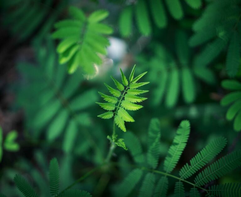 Mehrere grüne Blätter im Wald